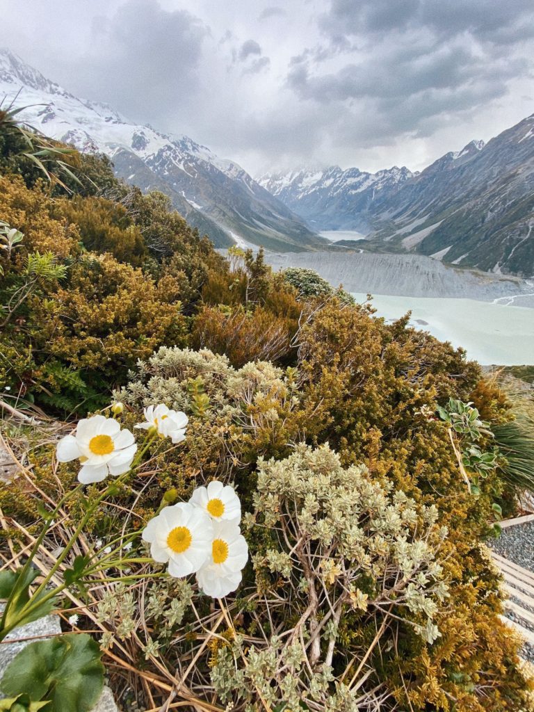 mueller hut day hike: white and yellow flowers with mountains in the background
