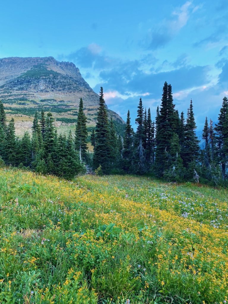 glacier national park itinerary: field of yellow flowers with pine trees and mountains in the background