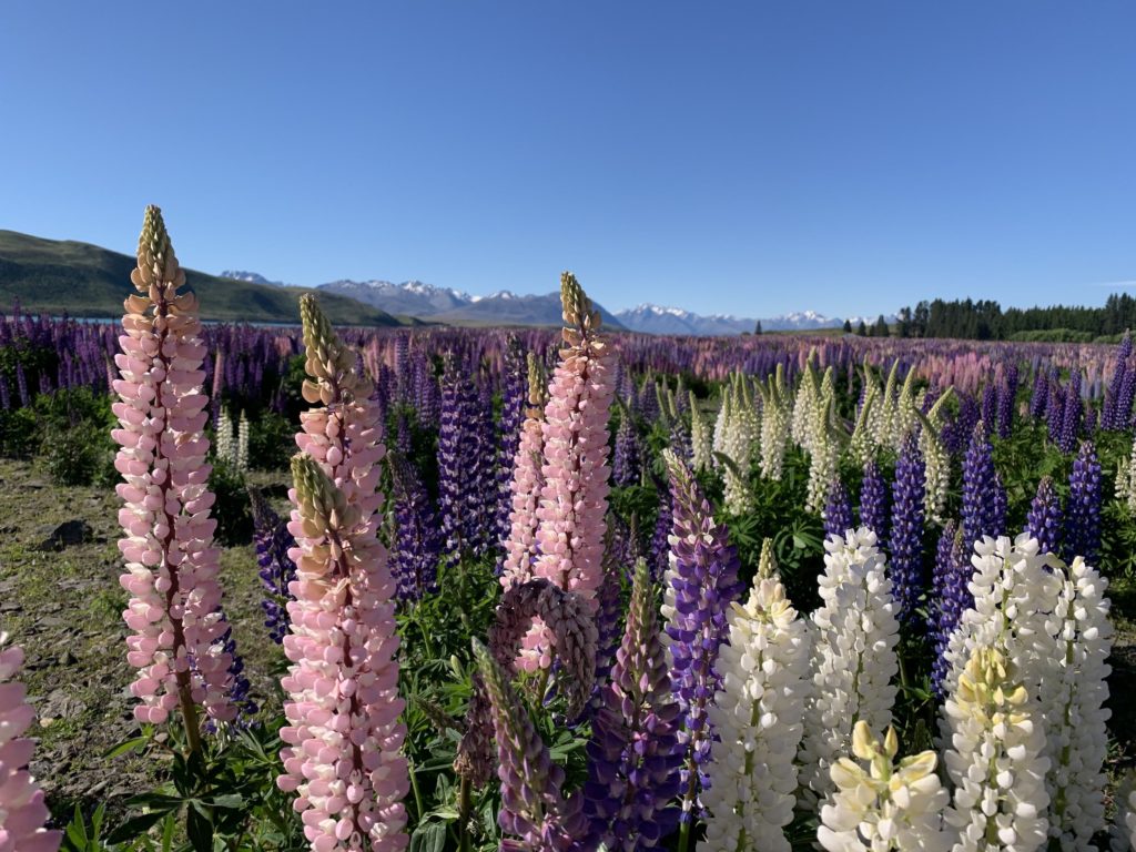 where to see lupins south island: pink lupins