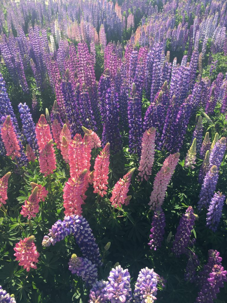 where to see lupins south island: purple and pink lupins