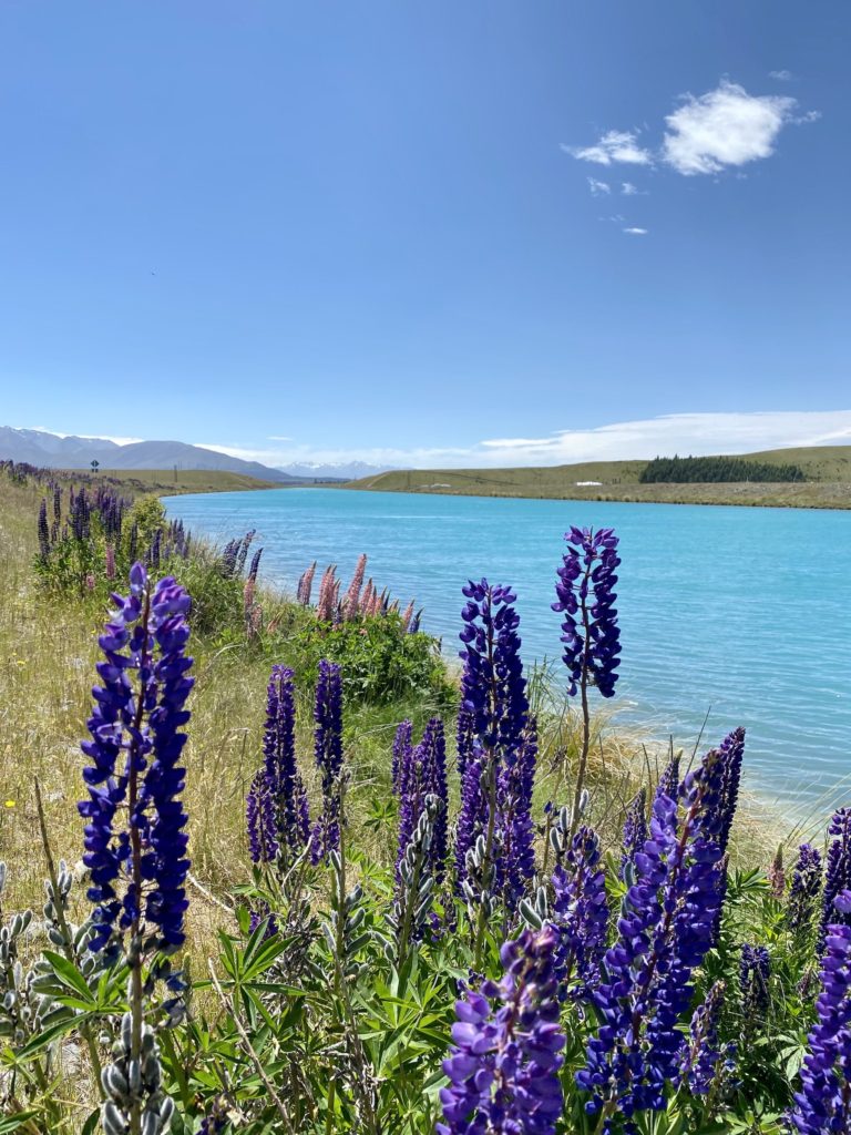 where to see lupins south island: lupins along the pukaki canal
