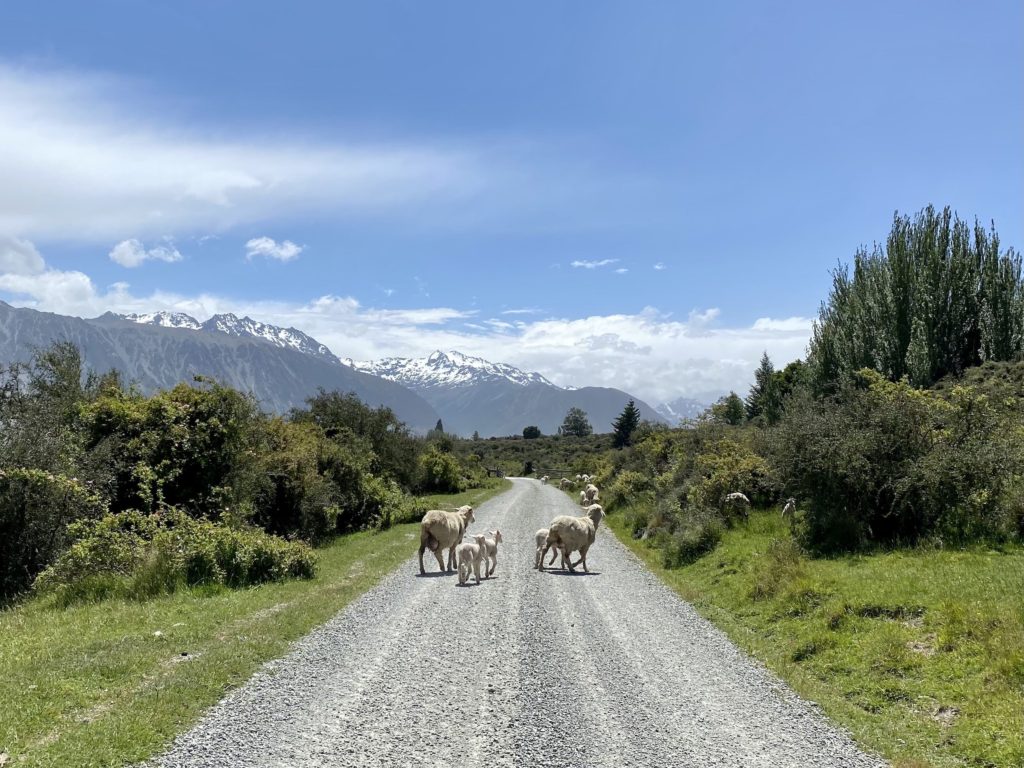 new zealand slang: sheep run in front of a gravel road