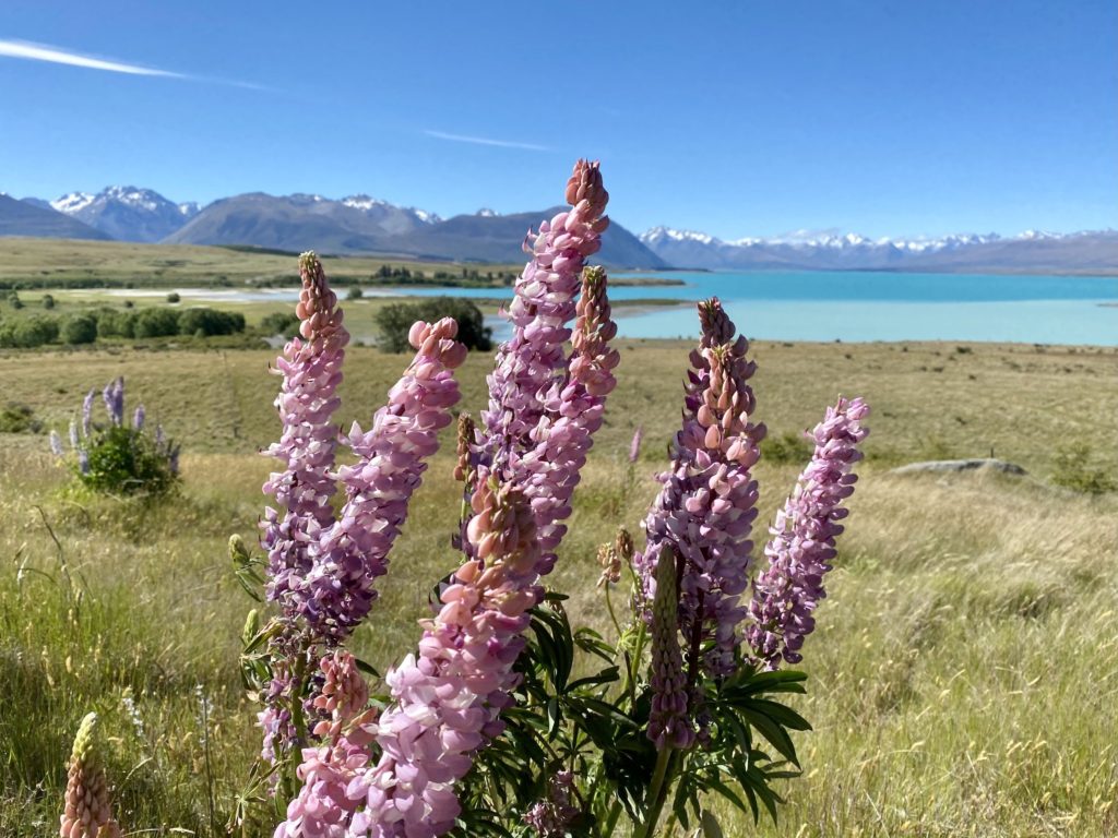 lupins on the road to lake alexandrina