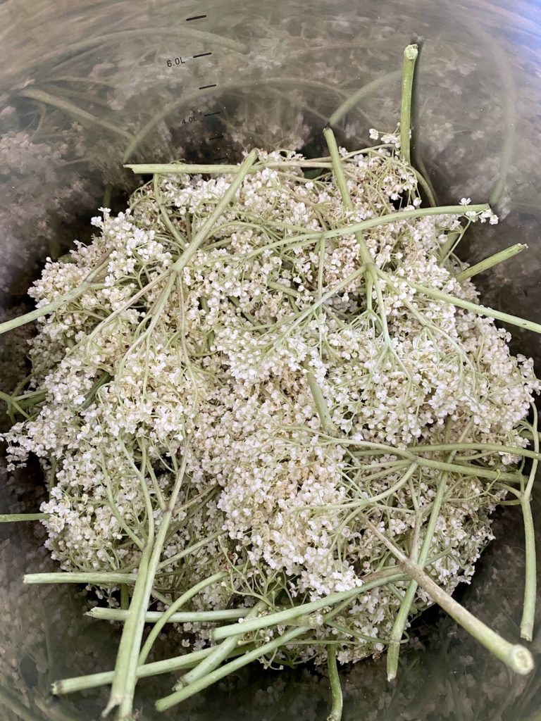 how to make elderflower cordial: elderflower buds in a big pot