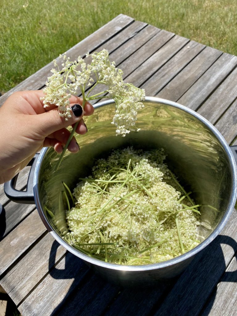 how to make elderflower cordial: niki holds stems of elderflower tree