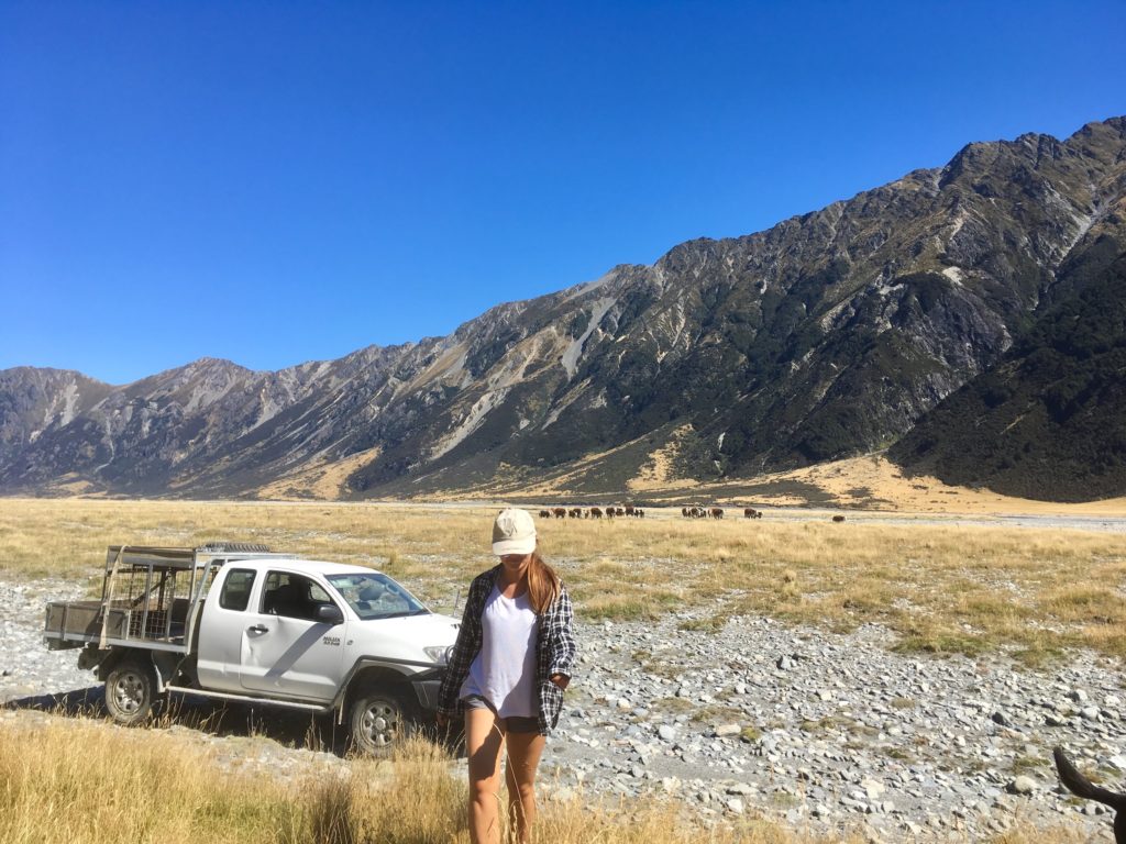 traveling new zealand: niki, a farm truck, cows, and mountains