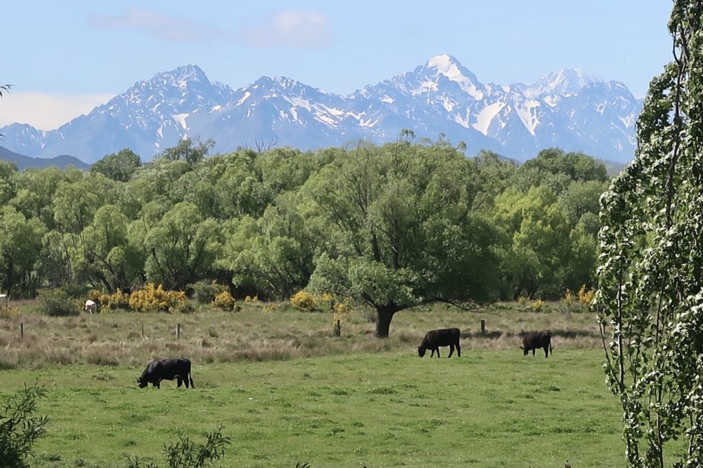 traveling new zealand: cows, trees, and mountains
