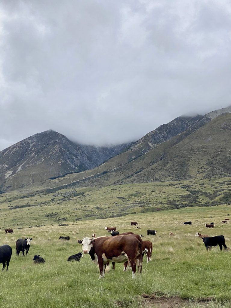 one second everyday -- cows in front of mountains