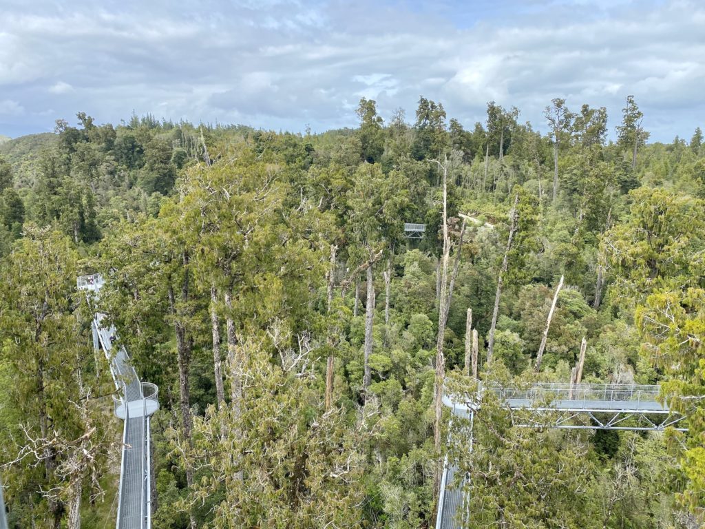 west coast day 4: treetop walk from tallest tower