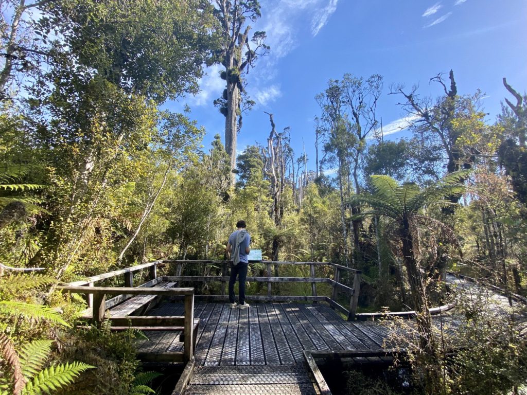 ben stands in the swamp