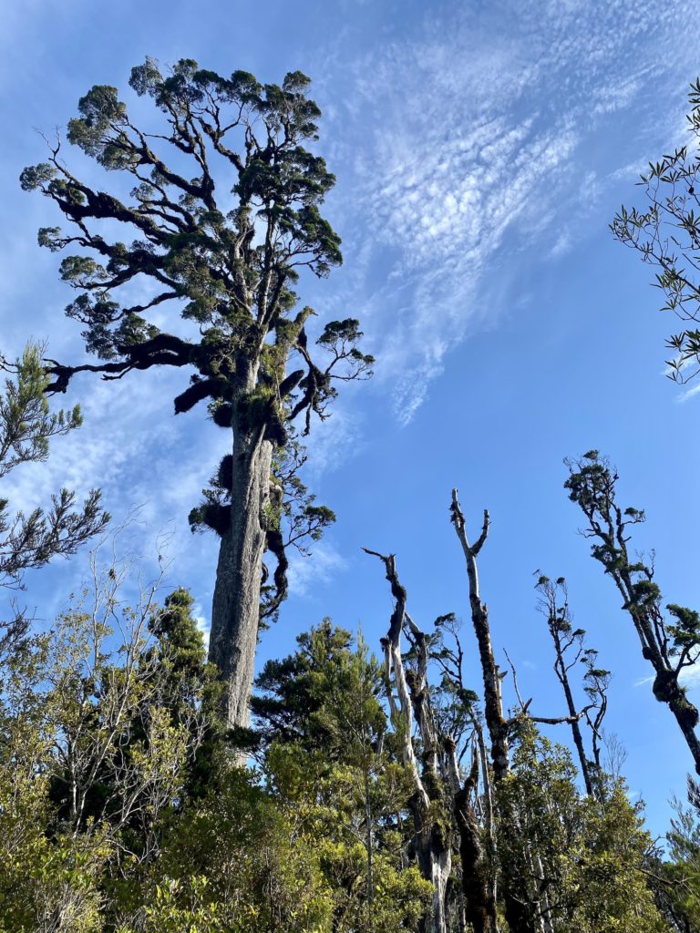 view of cool trees from below