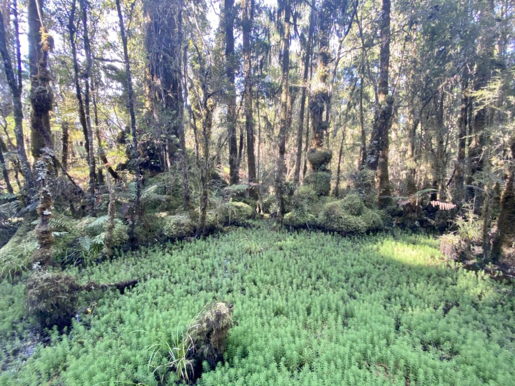 swamp and plants