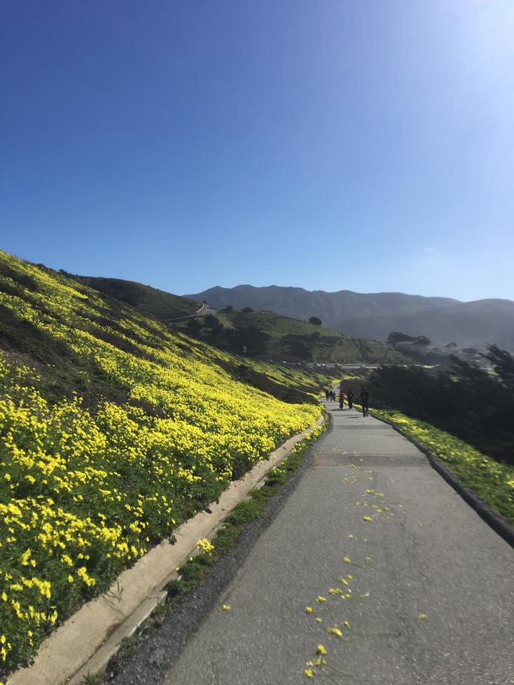Hiking trail with yellow wildflowers in Pacifica, California