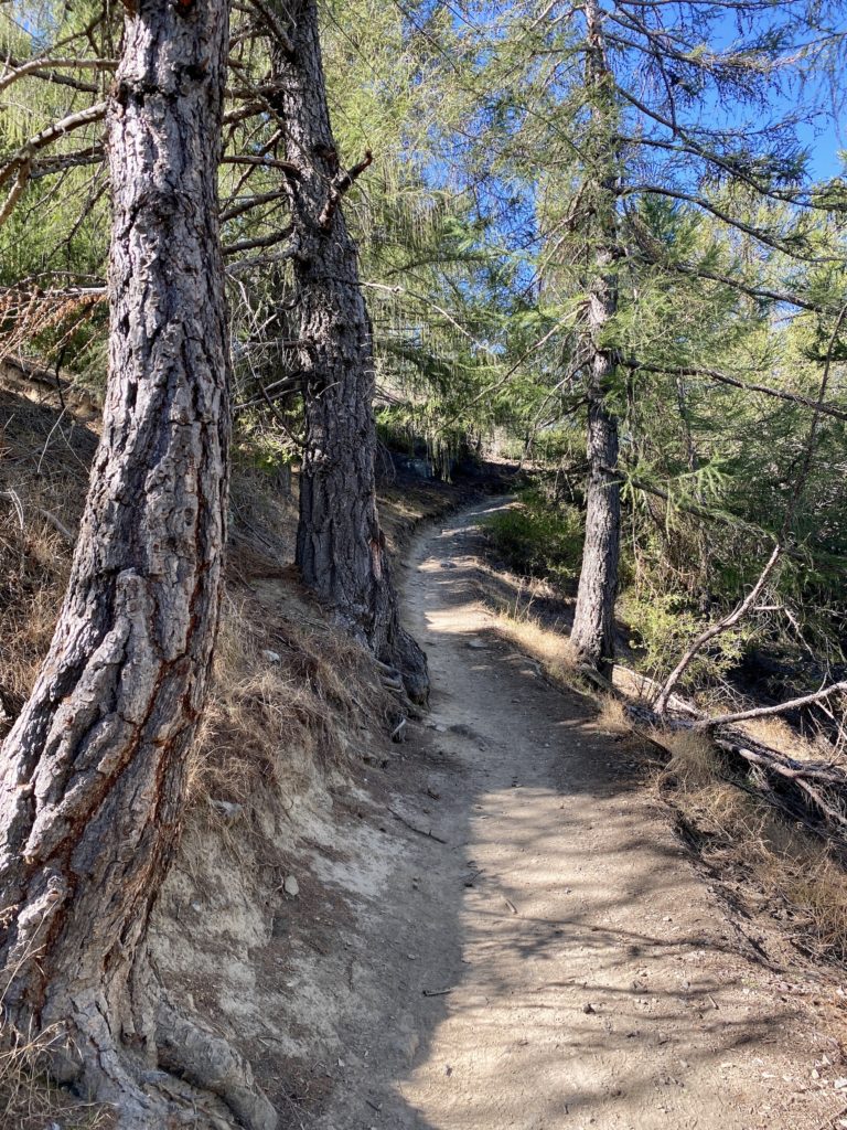 trees and trail in tekapo