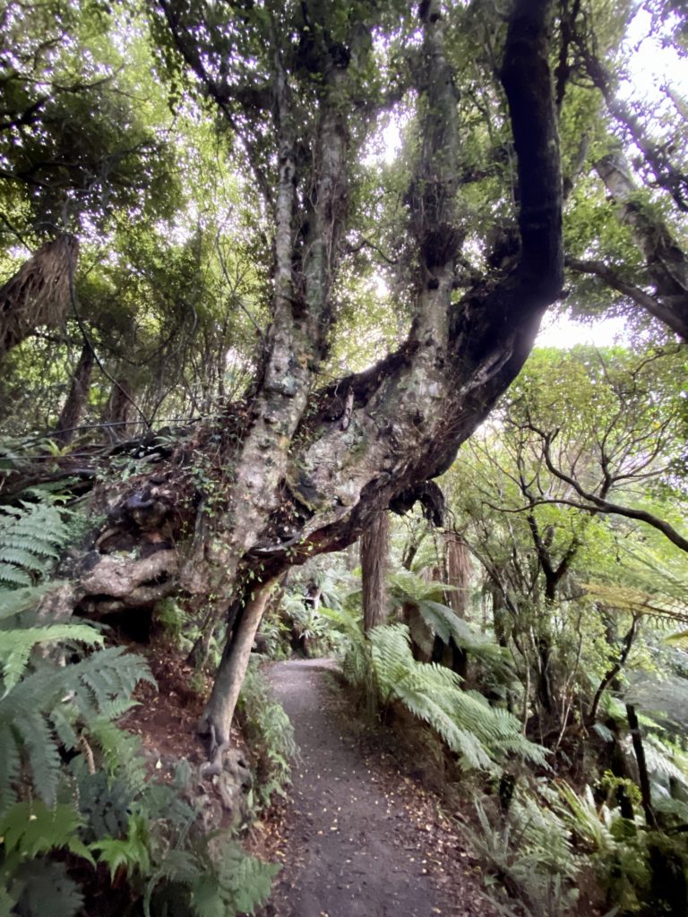 funky, curved trees on the trail