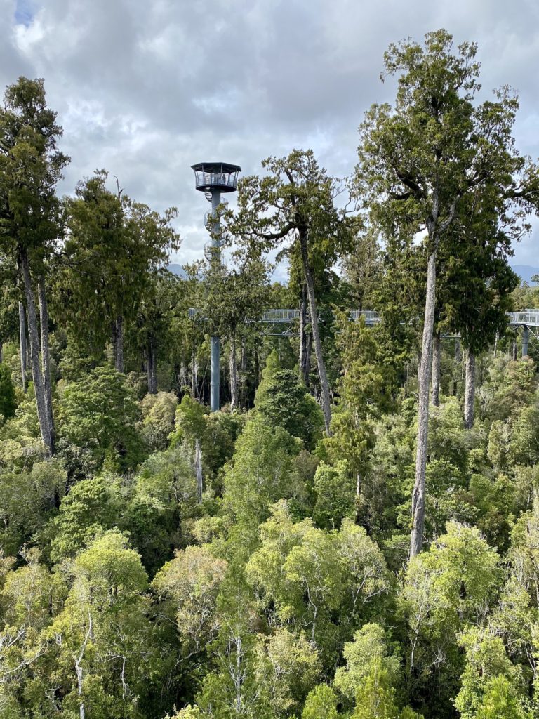 West Coast treetop walk