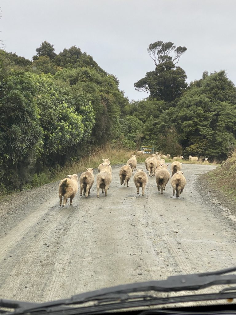 Catlins road trip itinerary: sheep running down the road at Purakaunui Bay
