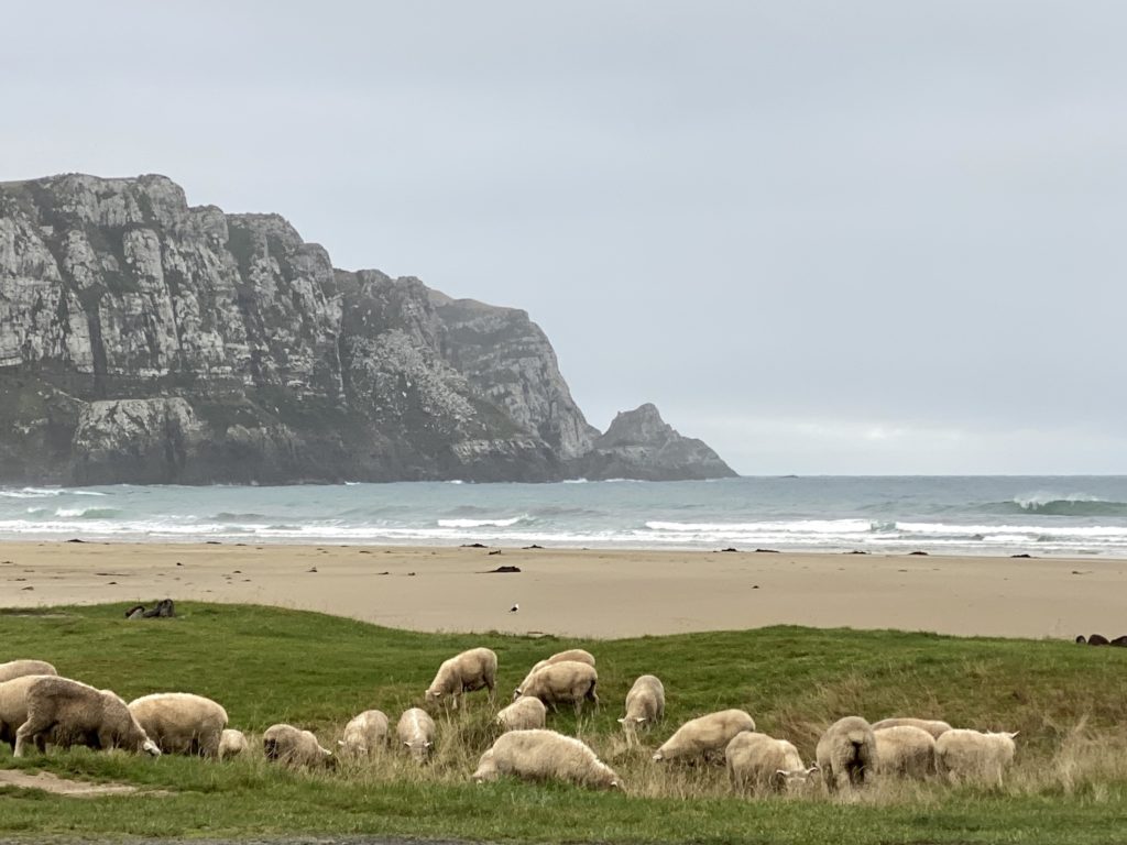 Catlins road trip itinerary: Purakaunui Bay with sheep grazing in the grass