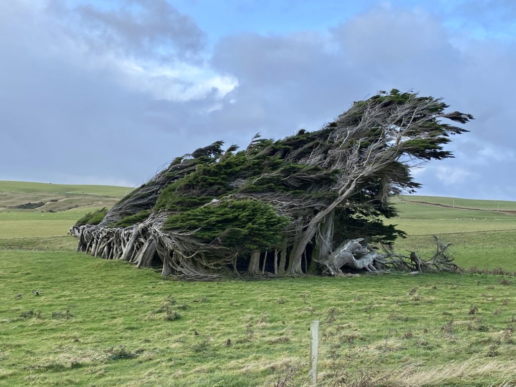 Wind-blown trees near Slope Point, the Catlins, New Zealand