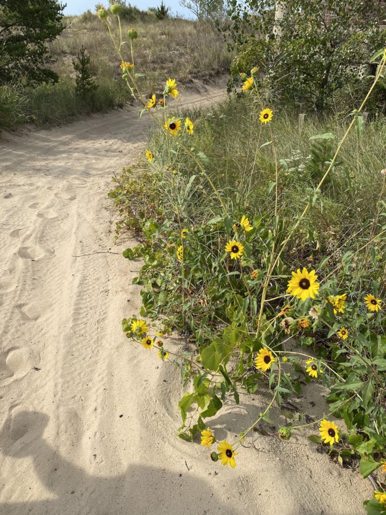 Lake Michigan Circle: sunflowers at Indiana Dunes National Park