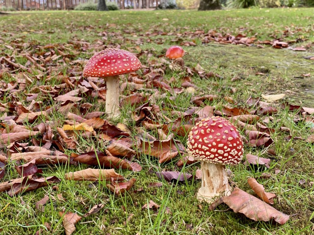 One Second Everyday in 2021: Amanita muscaria mushrooms