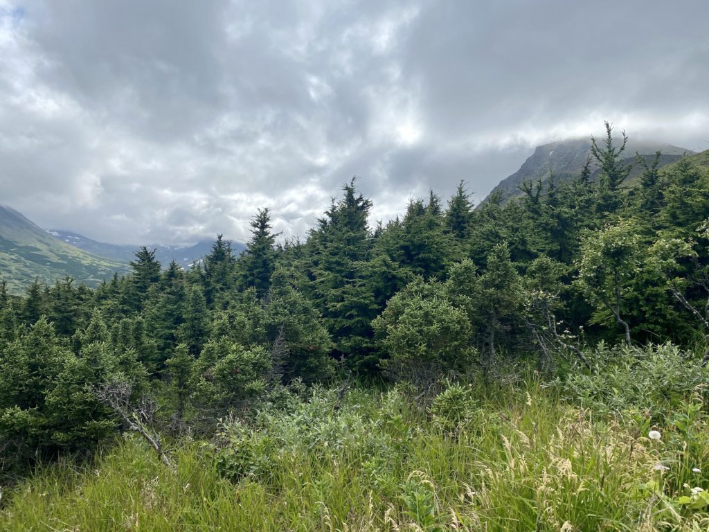 Trees and clouds at Glen Alps trailhead