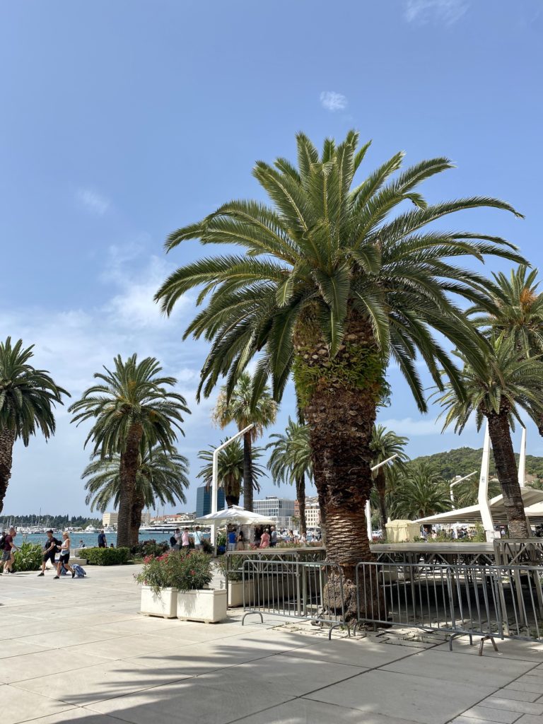 Palm trees along the Riva boardwalk, Split, Croatia