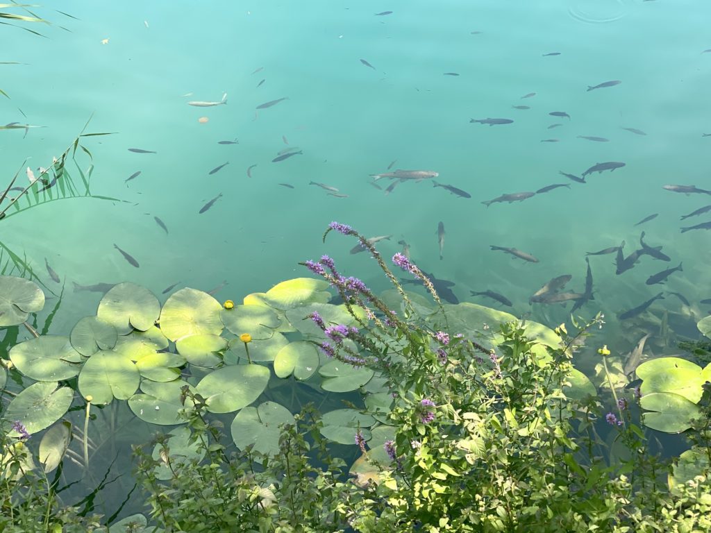 Clear blue water, fish, and lily pads at Skrandinski Buk waterfall, Croatia