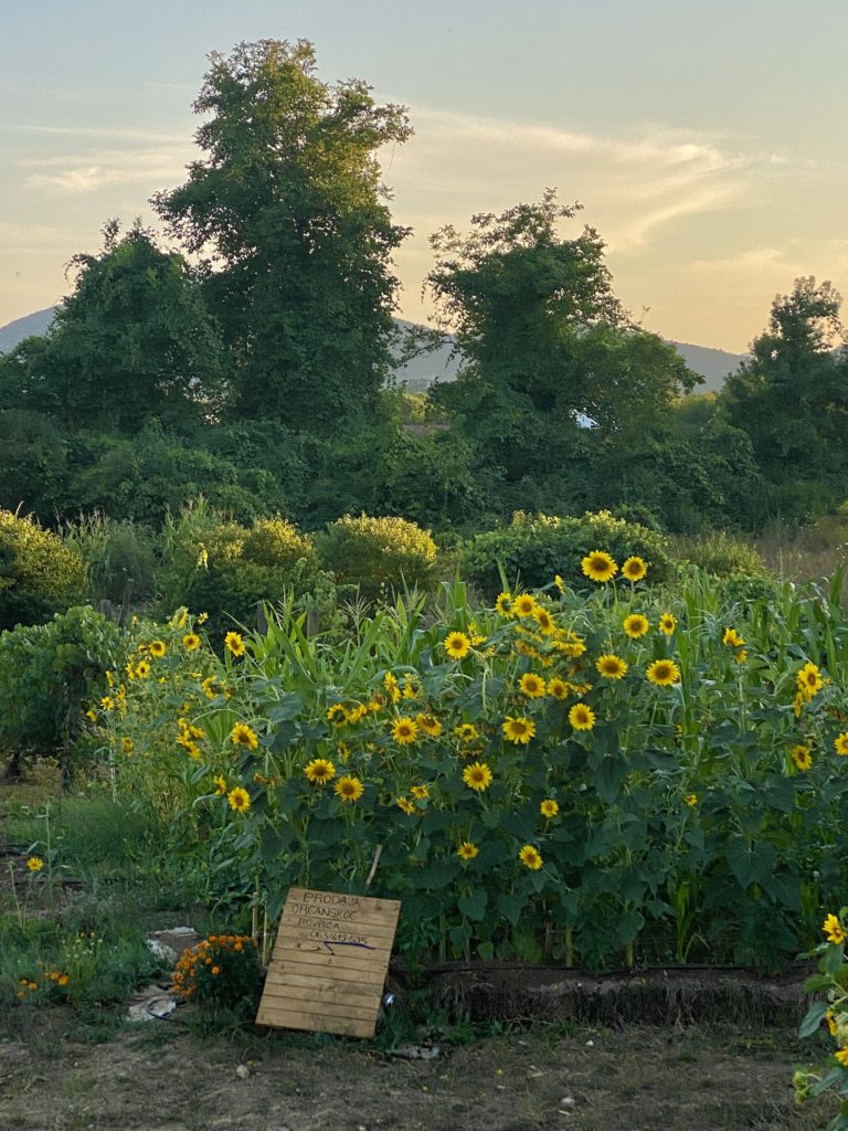 Sunflowers, mountains, and sunset in the Bosnian countryside