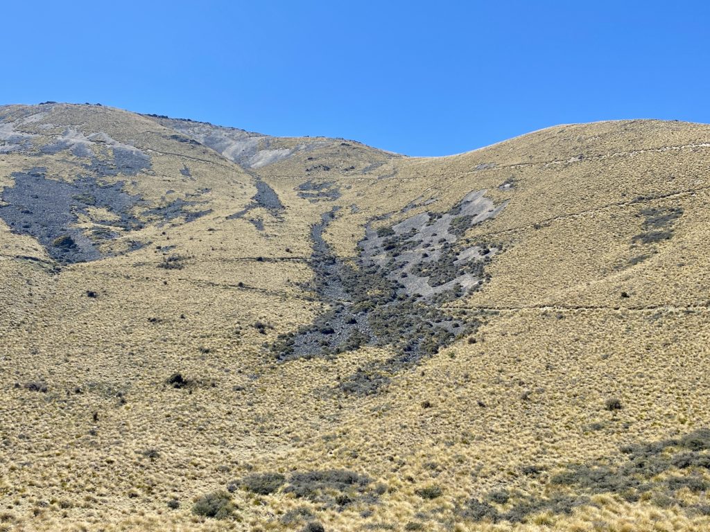 Mountain face with yellow tussocks and switchbacking trail