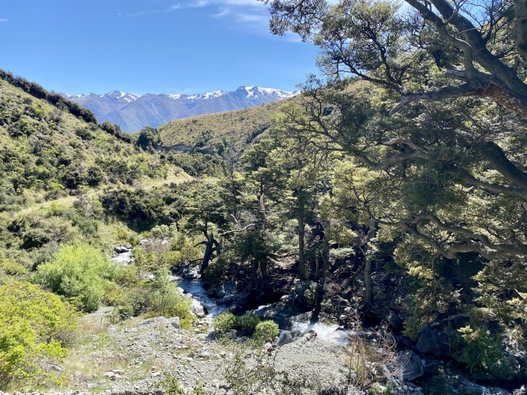 Forest, river, and Southern Alps mountains in the background