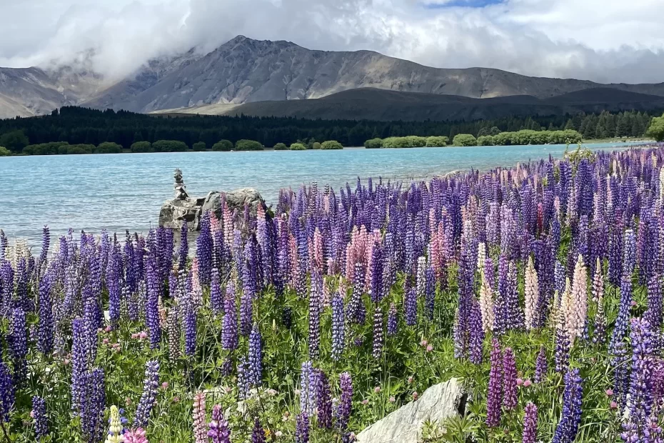 Pink and purple lupins in Lake Tekapo, New Zealand