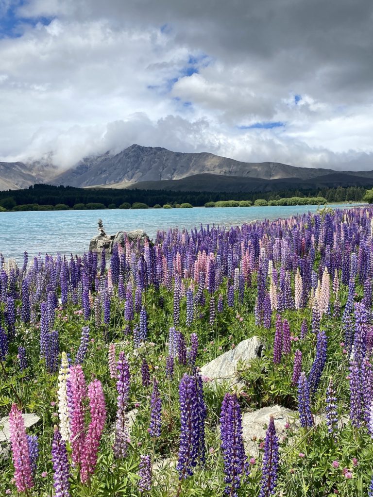 One Second Everyday in 2021: Pink and purple lupins in Lake Tekapo, New Zealand