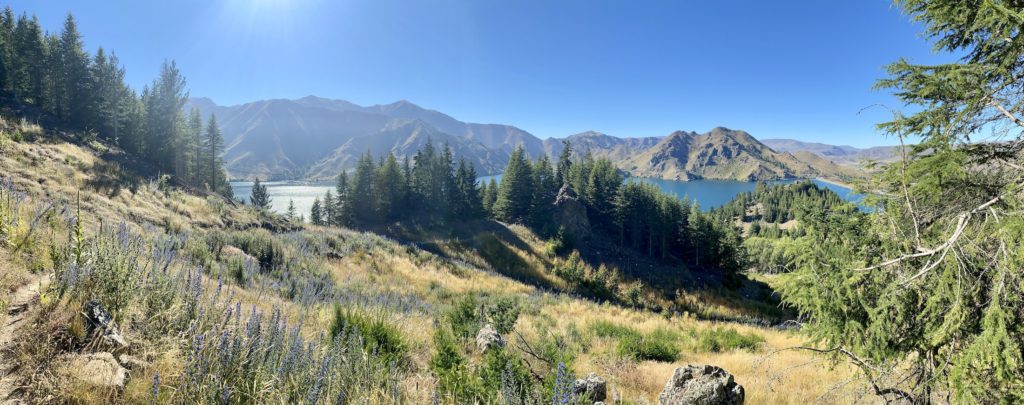 Panorama of trees, lake, and wildflowers from the Benmore Peninsula Track hike in Otematata, New Zealand