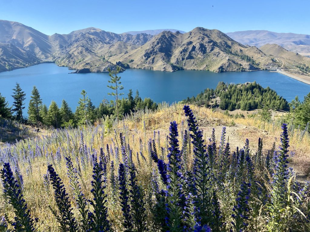 Purple wildflowers in front of a view of Lake Benmore and mountains