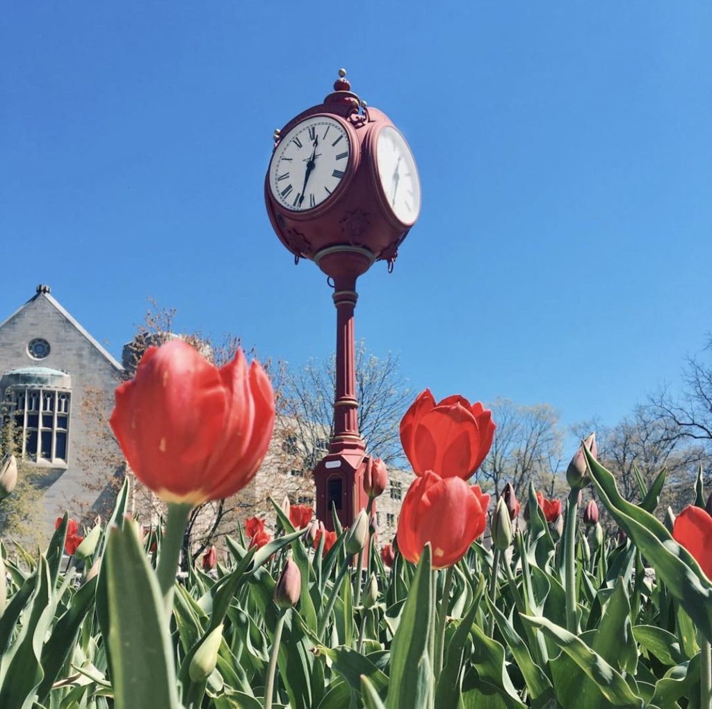 USA bucket list destinations: Tulips and clock tower at Indiana University Bloomington campus