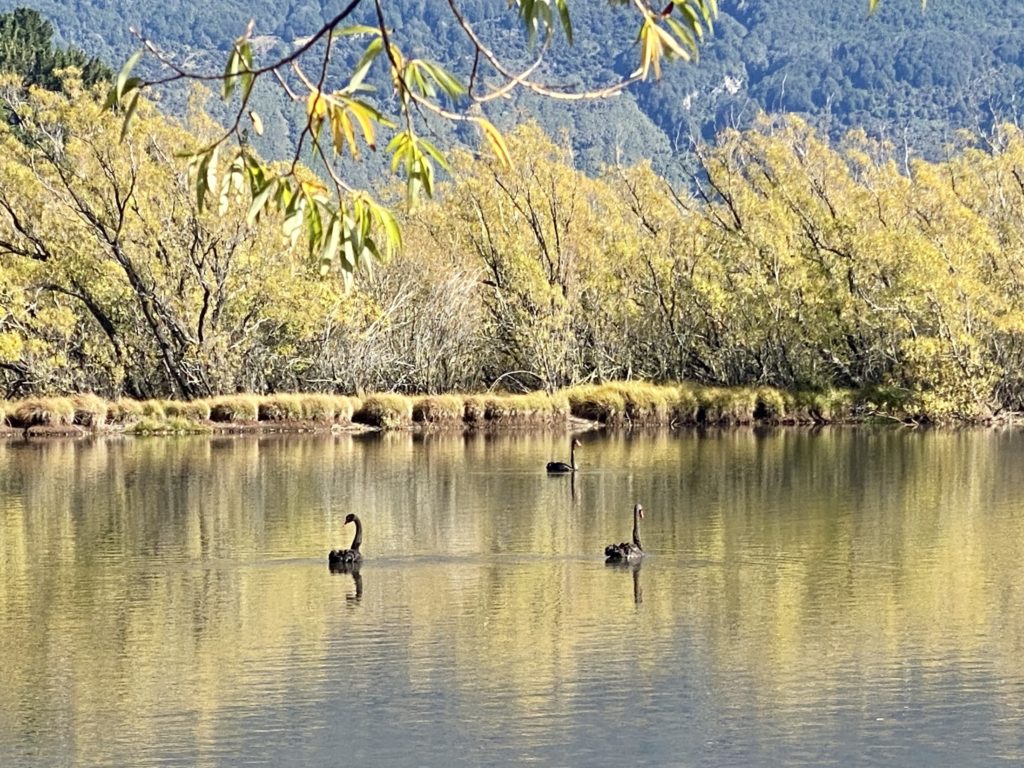 Black swans in Glenorchy Lagoon, New Zealand