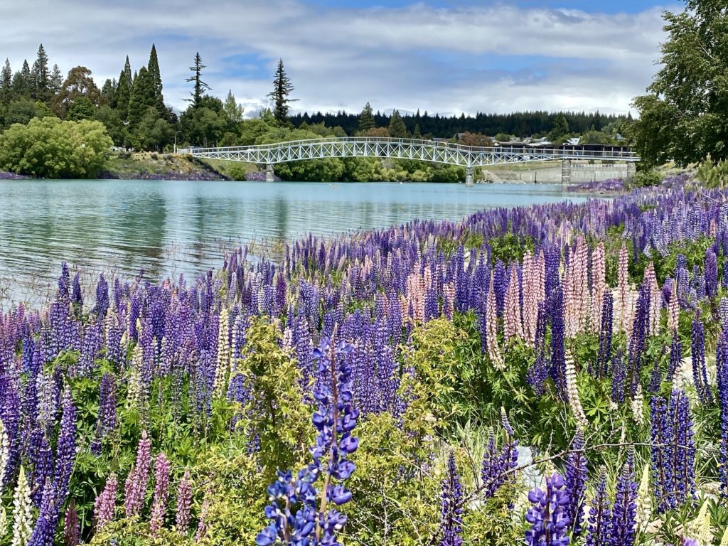 best places to visit south island: lupins in tekapo, new zealand