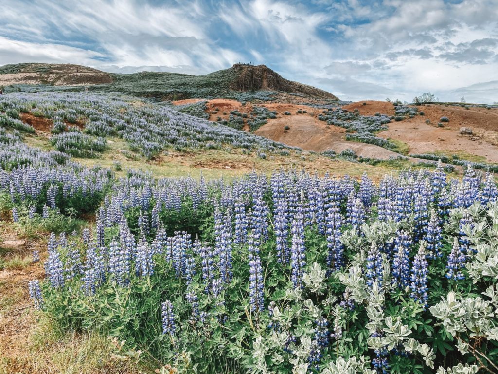 A field of lupins and a mountain, Geysir, southern Iceland