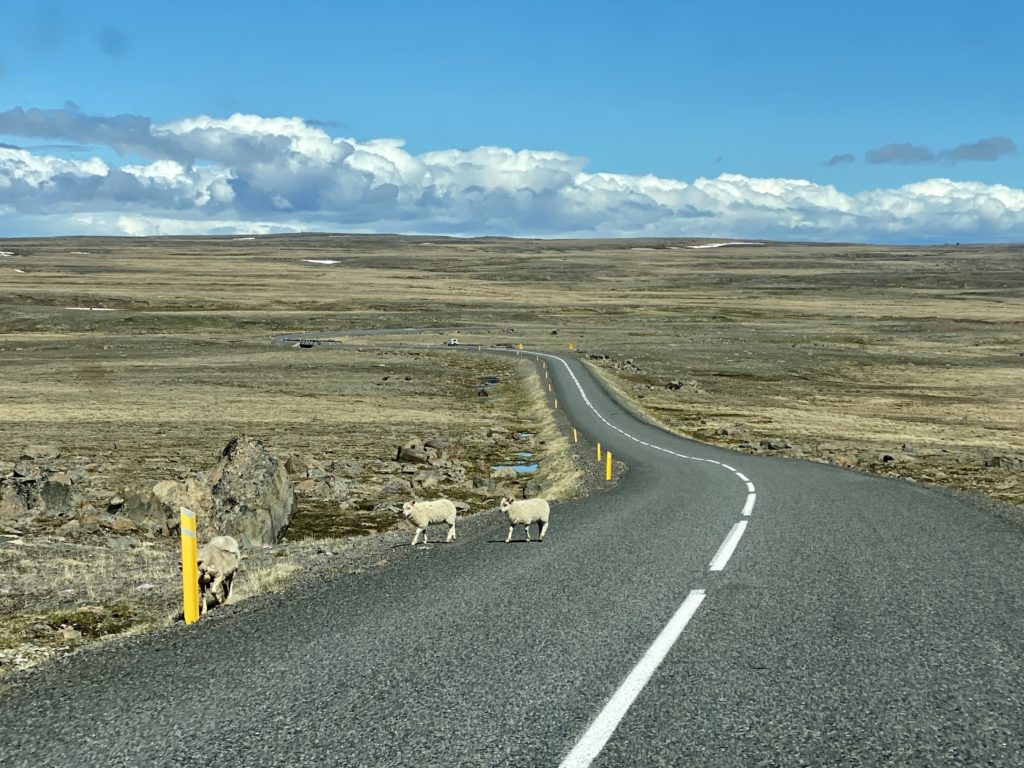 driving in Iceland: avoid the sheep!