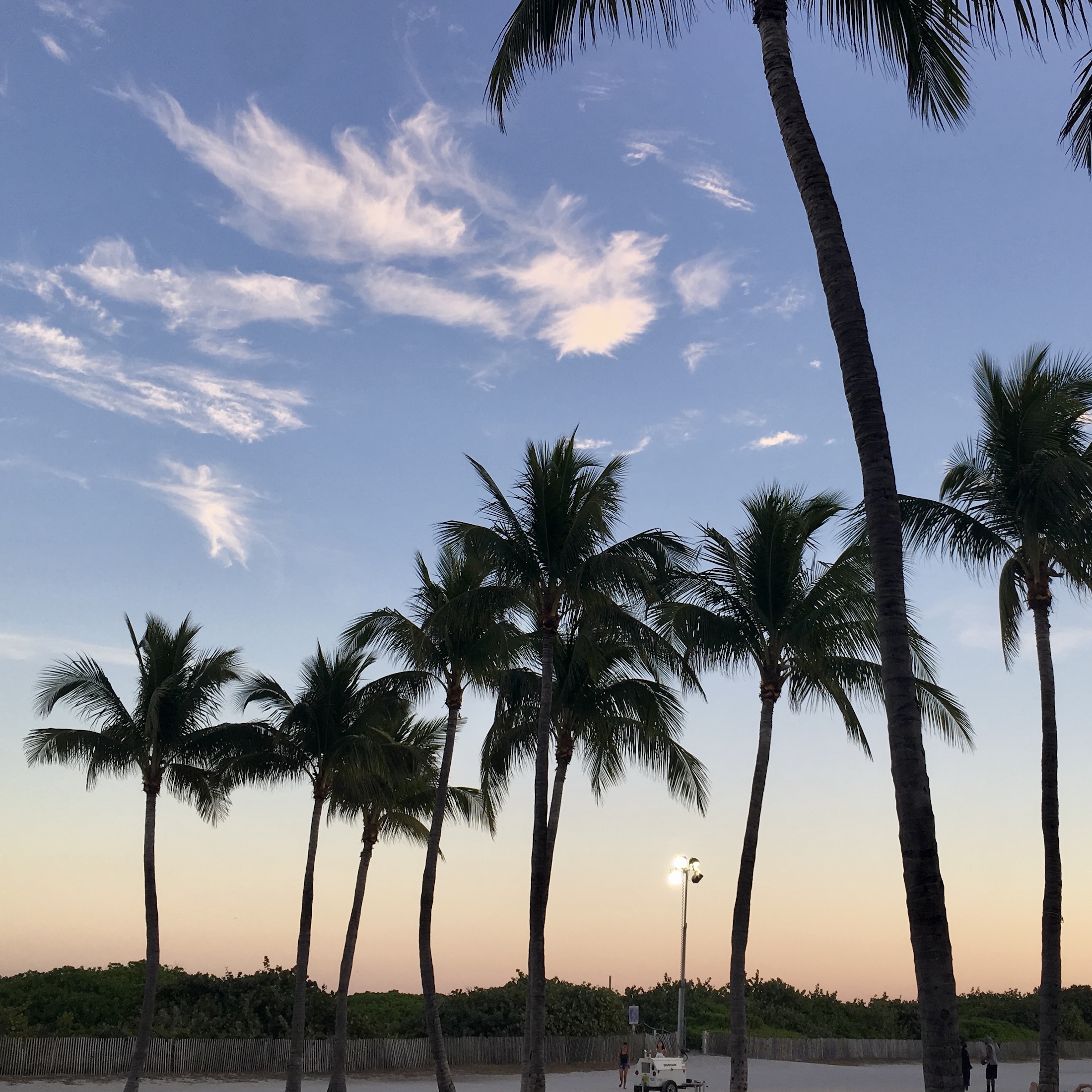 palm trees at sunset in miami beach, florida, usa