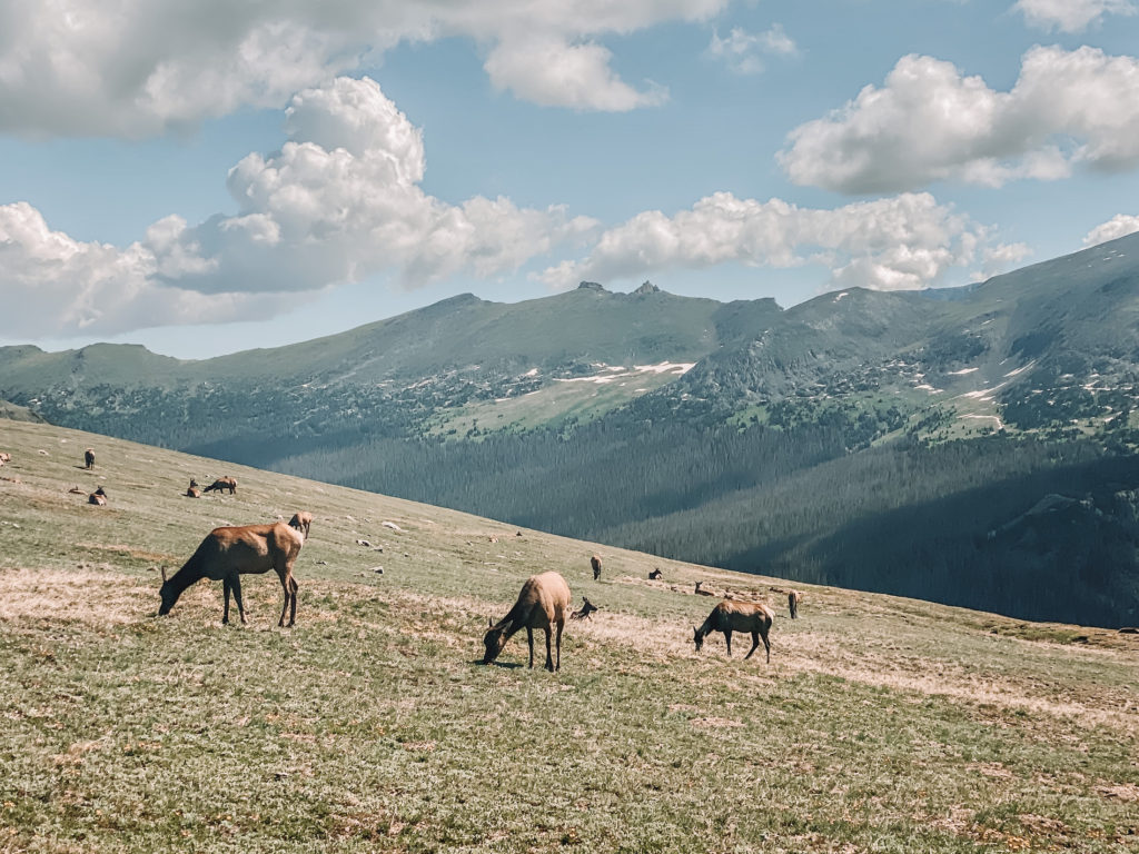 Rocky Mountain National Park itinerary: A group of elk in Colorado