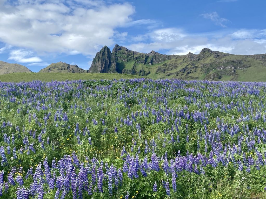 Things to do in Vik: Lupins in Vik, Iceland