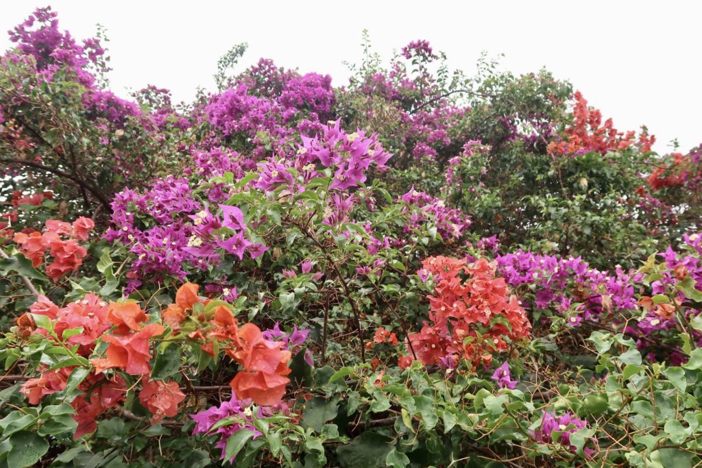 Red and purple flowers in Hawaii