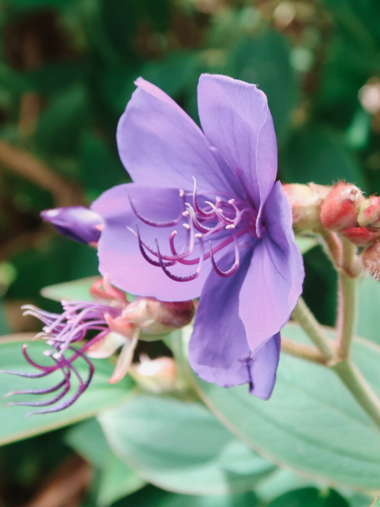 Things to Do in Hawaii Volcanoes National Park: Purple flower