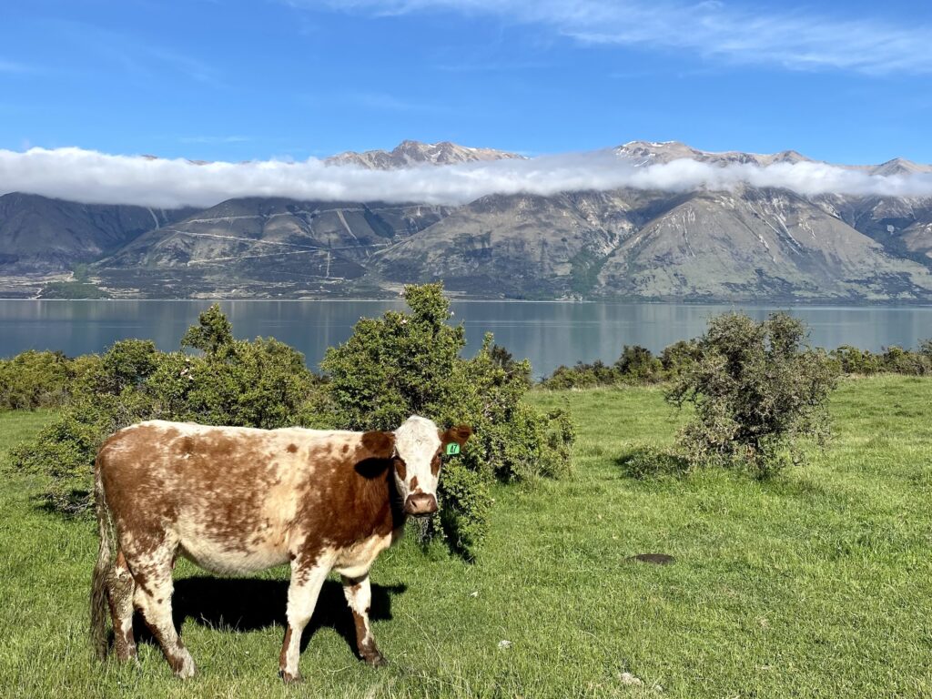 Christchurch to Queenstown road trip itinerary: Cow stands in front of Lake Ohau, New Zealand