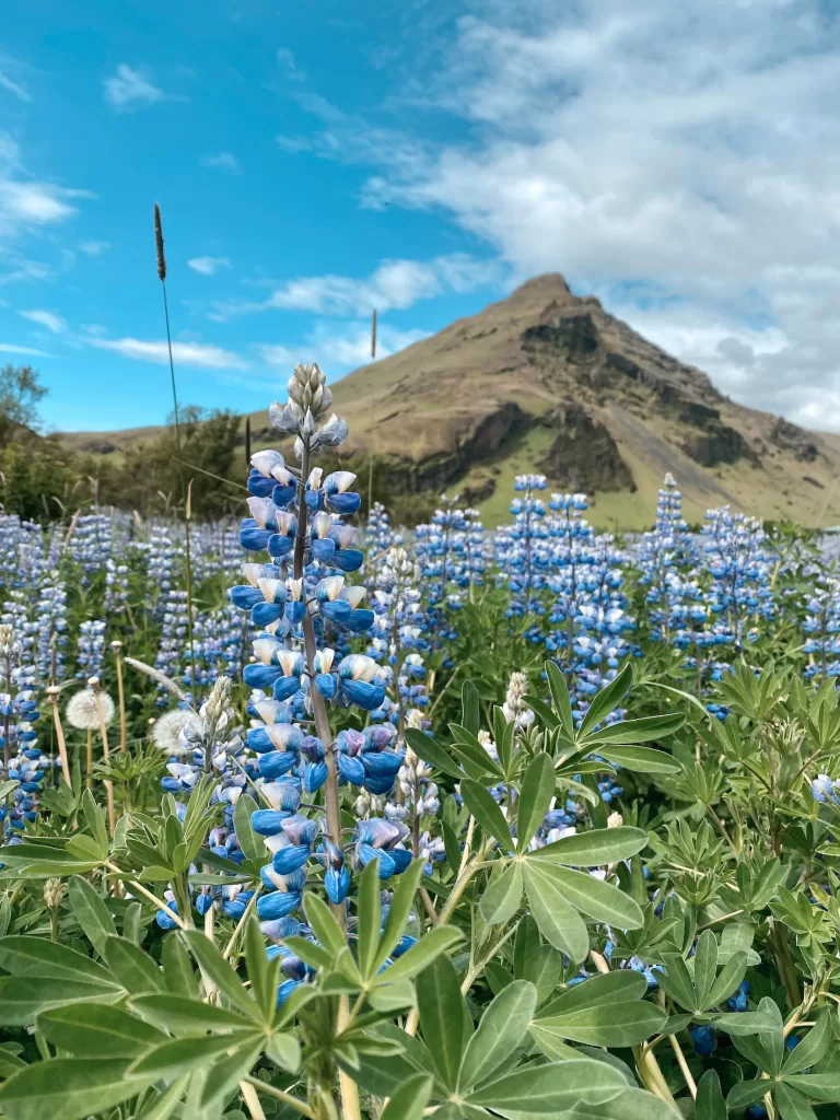 Iceland in June: Purple lupins in bloom, Vik, southern Iceland