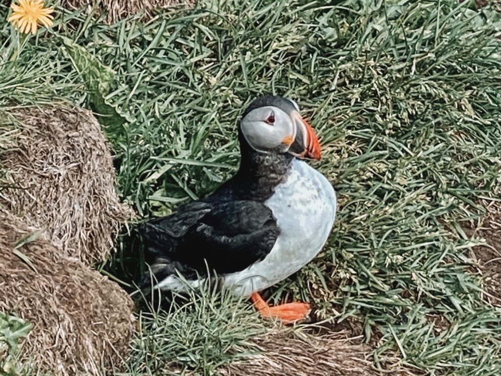 Things to do in East Iceland: Puffins at Borgarfjarðarhöfn
