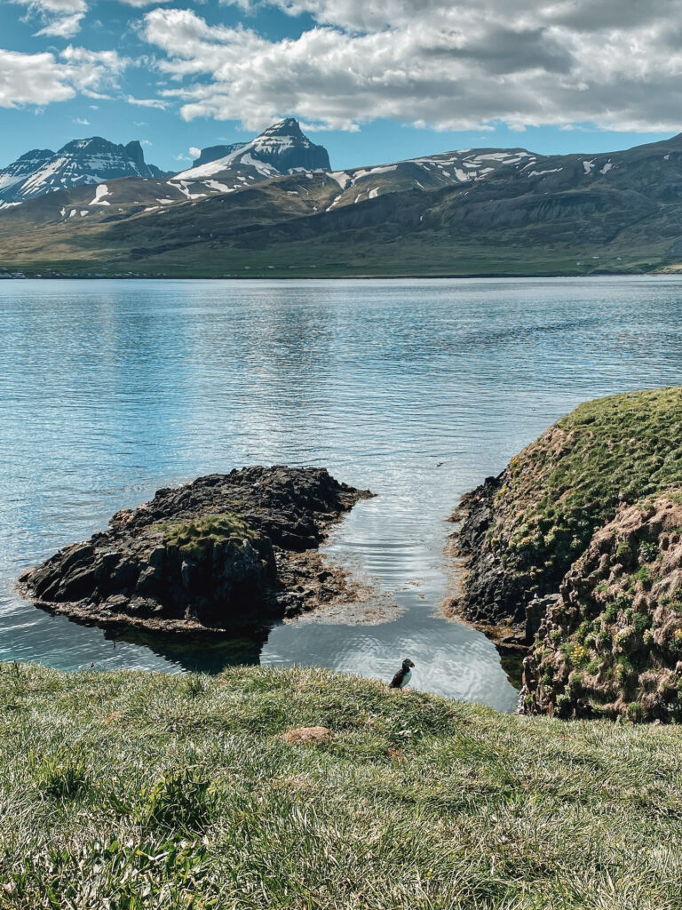 Puffins and mountains, Borgarfjarðarhöfn