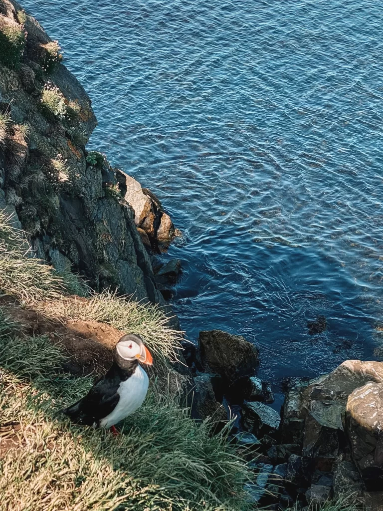 Things to do in East Iceland: Puffin at Borgarfjarðarhöfn, East Iceland